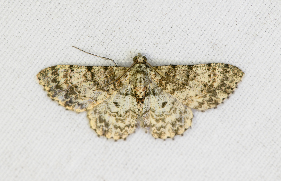 Cleora monodactyla, Minggre, Arfak Mountains, Papua  Arfak Mountains,Australia (continent),Cleora monodactyla,Geotagged,Indonesia,Minggre,New Guinea,Papua,Papua 2023,Spring,Vogelkop,West Papua,Western New Guinea