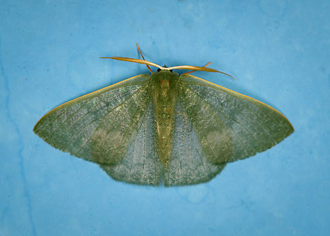 Orothalassodes sp., Minggre, Arfak Mountains, Papua Found on the outside wall of our accommodation. Arfak Mountains,Australia (continent),Geotagged,Indonesia,Minggre,New Guinea,Papua,Papua 2023,Spring,Vogelkop,West Papua,Western New Guinea