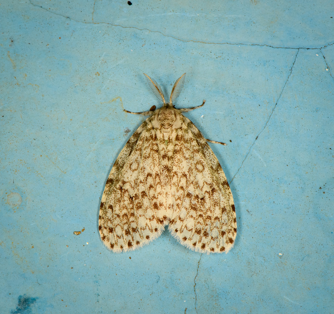 Lymantria sp.?, Minggre, Arfak Mountains, Papua  Arfak Mountains,Australia (continent),Geotagged,Indonesia,Minggre,New Guinea,Papua,Papua 2023,Spring,Vogelkop,West Papua,Western New Guinea