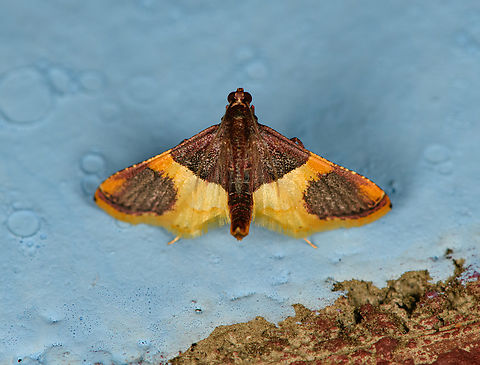 Endotricha sp., Minggre, Arfak Mountains, Papua  Arfak Mountains,Australia (continent),Geotagged,Indonesia,Minggre,New Guinea,Papua,Papua 2023,Spring,Vogelkop,West Papua,Western New Guinea