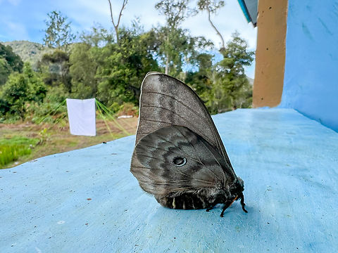 Silk Moth, Minggre, Arfak Mountains, Papua Our light trap in the background. Arfak Mountains,Australia (continent),Geotagged,Indonesia,Minggre,New Guinea,Papua,Papua 2023,Spring,Vogelkop,West Papua,Western New Guinea