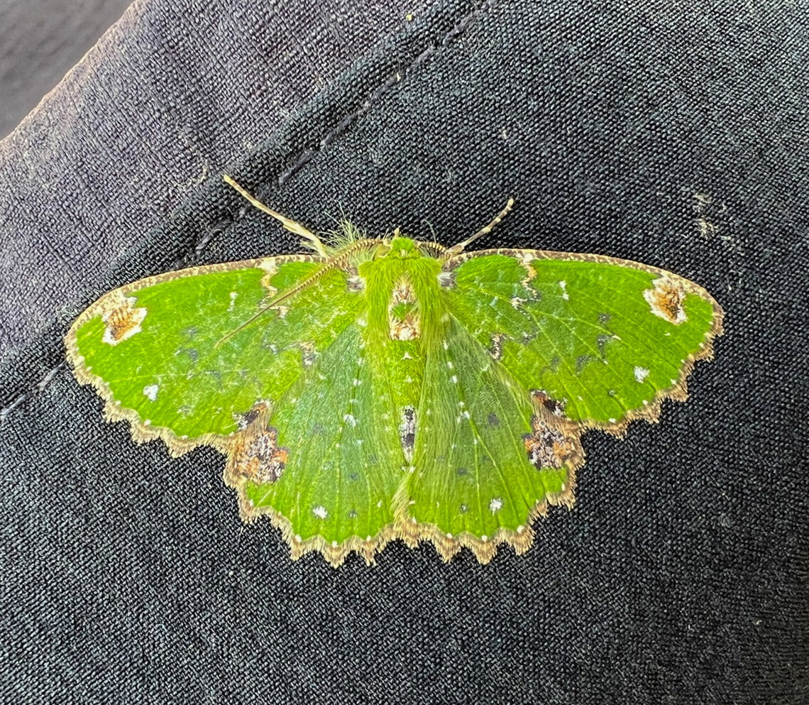 Emerald Moth, Minggre, Arfak Mountains, Papua Smartphone photo. Arfak Mountains,Australia (continent),Geotagged,Indonesia,Minggre,New Guinea,Papua,Papua 2023,Spring,Vogelkop,West Papua,Western New Guinea