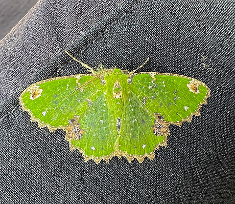 Emerald Moth, Minggre, Arfak Mountains, Papua Smartphone photo. Arfak Mountains,Australia (continent),Geotagged,Indonesia,Minggre,New Guinea,Papua,Papua 2023,Spring,Vogelkop,West Papua,Western New Guinea
