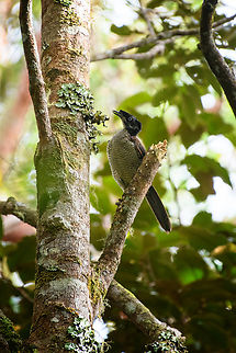Western parotia - female solitary, Minggre, Arfak Mountains, Papua Female of the legendary dance bird here seen solitary, pecking at some lichen. Arfak Mountains,Australia (continent),Geotagged,Indonesia,Minggre,New Guinea,Papua,Papua 2023,Parotia sefilata,Spring,Vogelkop,West Papua,Western New Guinea,Western parotia