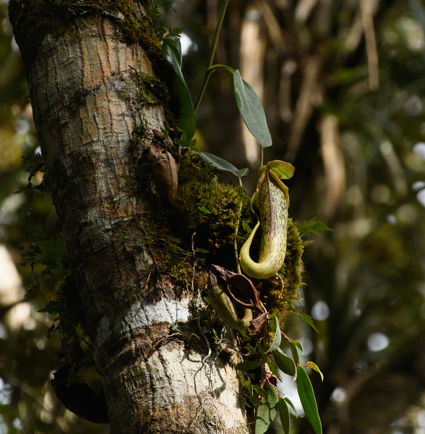 Nepenthes maxima, Minggre, Arfak Mountains, Papua  Arfak Mountains,Australia (continent),Geotagged,Great Pitcher-Plant,Indonesia,Minggre,Nepenthes maxima,New Guinea,Papua,Papua 2023,Spring,Vogelkop,West Papua,Western New Guinea