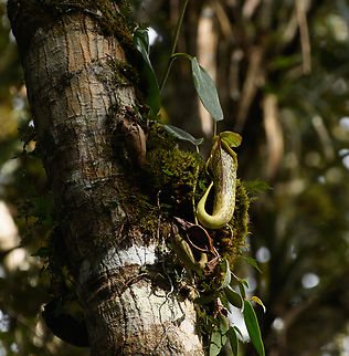 Nepenthes maxima, Minggre, Arfak Mountains, Papua  Arfak Mountains,Australia (continent),Geotagged,Great Pitcher-Plant,Indonesia,Minggre,Nepenthes maxima,New Guinea,Papua,Papua 2023,Spring,Vogelkop,West Papua,Western New Guinea