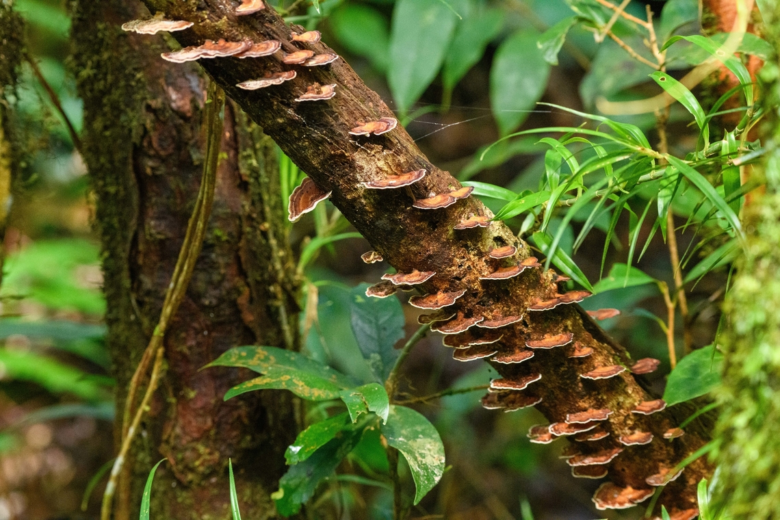Polyporaceae, Minggre, Arfak Mountains, Papua  Arfak Mountains,Australia (continent),Geotagged,Indonesia,Minggre,New Guinea,Papua,Papua 2023,Spring,Vogelkop,West Papua,Western New Guinea