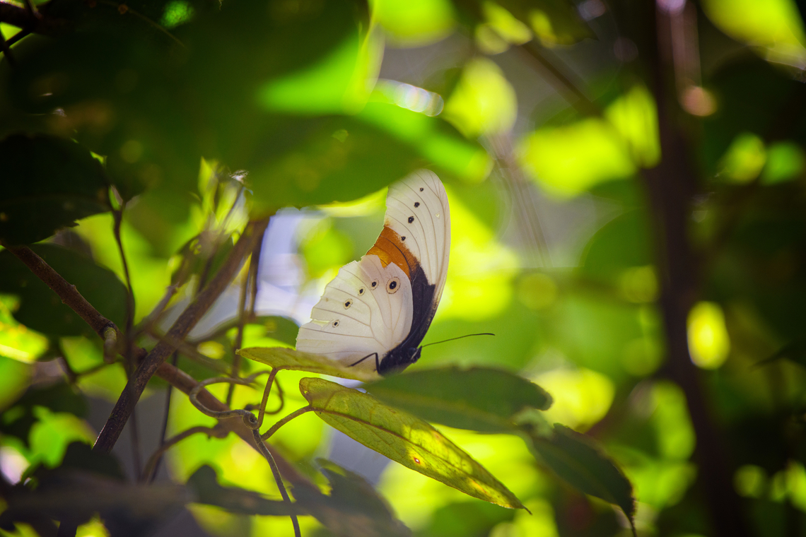 Taenaris schoenbergi, Minggre, Arfak Mountains, Papua  Arfak Mountains,Australia (continent),Geotagged,Indonesia,Minggre,New Guinea,Papua,Papua 2023,Spring,Taenaris schoenbergi,Vogelkop,West Papua,Western New Guinea