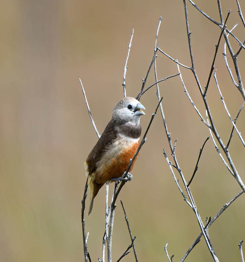 Gray-banded Muniah, Minggre, Arfak Mountains, Papua A very local bird only known from select sites in the North-west of Vogelkop. At the site, they are easily found as they move in a large and loud flock.<br />
<figure class="photo"><a href="https://www.jungledragon.com/image/159418/gray-banded_muniah_-_duo_minggre_arfak_mountains_papua.html" title="Gray-banded Muniah - duo, Minggre, Arfak Mountains, Papua"><img src="https://s3.amazonaws.com/media.jungledragon.com/images/2/159418_thumb.jpg?AWSAccessKeyId=05GMT0V3GWVNE7GGM1R2&Expires=1769040010&Signature=Z0F7L74VHpmFRnEjQIRwoDZ4U%2Fk%3D" width="142" height="152" alt="Gray-banded Muniah - duo, Minggre, Arfak Mountains, Papua A very local bird only known from select sites in the North-west of Vogelkop. At the site, they are easily found as they move in a large and loud flock.<br />
https://www.jungledragon.com/image/159417/gray-banded_muniah_minggre_arfak_mountains_papua.html<br />
https://www.jungledragon.com/image/159419/gray-banded_muniah_-_flock_minggre_arfak_mountains_papua.html Arfak Mountains,Australia (continent),Geotagged,Gray-banded Munia,Indonesia,Lonchura vana,Minggre,New Guinea,Papua,Papua 2023,Spring,Vogelkop,West Papua,Western New Guinea" /></a></figure><br />
<figure class="photo"><a href="https://www.jungledragon.com/image/159419/gray-banded_muniah_-_flock_minggre_arfak_mountains_papua.html" title="Gray-banded Muniah - flock, Minggre, Arfak Mountains, Papua"><img src="https://s3.amazonaws.com/media.jungledragon.com/images/2/159419_thumb.jpg?AWSAccessKeyId=05GMT0V3GWVNE7GGM1R2&Expires=1769040010&Signature=HNLvqRPCrYsm7DzZnTRnQmAjm6k%3D" width="200" height="160" alt="Gray-banded Muniah - flock, Minggre, Arfak Mountains, Papua A very local bird only known from select sites in the North-west of Vogelkop. At the site, they are easily found as they move in a large and loud flock.<br />
https://www.jungledragon.com/image/159417/gray-banded_muniah_minggre_arfak_mountains_papua.html<br />
https://www.jungledragon.com/image/159418/gray-banded_muniah_-_duo_minggre_arfak_mountains_papua.html Arfak Mountains,Australia (continent),Geotagged,Gray-banded Munia,Indonesia,Lonchura vana,Minggre,New Guinea,Papua,Papua 2023,Spring,Vogelkop,West Papua,Western New Guinea" /></a></figure> Arfak Mountains,Australia (continent),Geotagged,Grey-banded mannikin,Indonesia,Lonchura vana,Minggre,New Guinea,Papua,Papua 2023,Spring,Vogelkop,West Papua,Western New Guinea