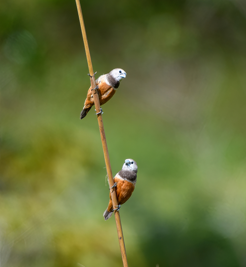 Gray-banded Muniah - duo, Minggre, Arfak Mountains, Papua A very local bird only known from select sites in the North-west of Vogelkop. At the site, they are easily found as they move in a large and loud flock.<br />
<figure class="photo"><a href="https://www.jungledragon.com/image/159417/gray-banded_muniah_minggre_arfak_mountains_papua.html" title="Gray-banded Muniah, Minggre, Arfak Mountains, Papua"><img src="https://s3.amazonaws.com/media.jungledragon.com/images/2/159417_thumb.jpg?AWSAccessKeyId=05GMT0V3GWVNE7GGM1R2&Expires=1769040010&Signature=DoNpo0EQYwep3ZioKcfNJRQjbD8%3D" width="144" height="152" alt="Gray-banded Muniah, Minggre, Arfak Mountains, Papua A very local bird only known from select sites in the North-west of Vogelkop. At the site, they are easily found as they move in a large and loud flock.<br />
https://www.jungledragon.com/image/159418/gray-banded_muniah_-_duo_minggre_arfak_mountains_papua.html<br />
https://www.jungledragon.com/image/159419/gray-banded_muniah_-_flock_minggre_arfak_mountains_papua.html Arfak Mountains,Australia (continent),Geotagged,Grey-banded mannikin,Indonesia,Lonchura vana,Minggre,New Guinea,Papua,Papua 2023,Spring,Vogelkop,West Papua,Western New Guinea" /></a></figure><br />
<figure class="photo"><a href="https://www.jungledragon.com/image/159419/gray-banded_muniah_-_flock_minggre_arfak_mountains_papua.html" title="Gray-banded Muniah - flock, Minggre, Arfak Mountains, Papua"><img src="https://s3.amazonaws.com/media.jungledragon.com/images/2/159419_thumb.jpg?AWSAccessKeyId=05GMT0V3GWVNE7GGM1R2&Expires=1769040010&Signature=HNLvqRPCrYsm7DzZnTRnQmAjm6k%3D" width="200" height="160" alt="Gray-banded Muniah - flock, Minggre, Arfak Mountains, Papua A very local bird only known from select sites in the North-west of Vogelkop. At the site, they are easily found as they move in a large and loud flock.<br />
https://www.jungledragon.com/image/159417/gray-banded_muniah_minggre_arfak_mountains_papua.html<br />
https://www.jungledragon.com/image/159418/gray-banded_muniah_-_duo_minggre_arfak_mountains_papua.html Arfak Mountains,Australia (continent),Geotagged,Gray-banded Munia,Indonesia,Lonchura vana,Minggre,New Guinea,Papua,Papua 2023,Spring,Vogelkop,West Papua,Western New Guinea" /></a></figure> Arfak Mountains,Australia (continent),Geotagged,Gray-banded Munia,Indonesia,Lonchura vana,Minggre,New Guinea,Papua,Papua 2023,Spring,Vogelkop,West Papua,Western New Guinea