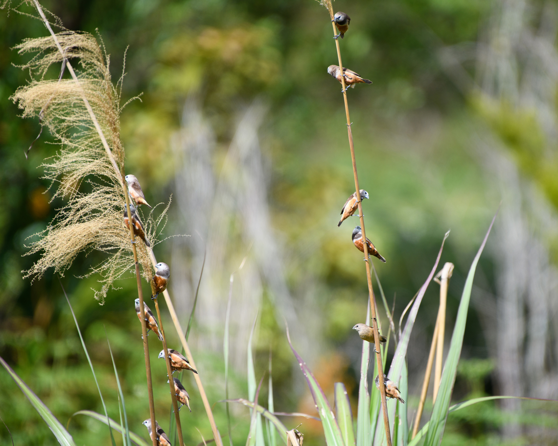 Gray-banded Muniah - flock, Minggre, Arfak Mountains, Papua A very local bird only known from select sites in the North-west of Vogelkop. At the site, they are easily found as they move in a large and loud flock.<br />
<figure class="photo"><a href="https://www.jungledragon.com/image/159417/gray-banded_muniah_minggre_arfak_mountains_papua.html" title="Gray-banded Muniah, Minggre, Arfak Mountains, Papua"><img src="https://s3.amazonaws.com/media.jungledragon.com/images/2/159417_thumb.jpg?AWSAccessKeyId=05GMT0V3GWVNE7GGM1R2&Expires=1769040010&Signature=DoNpo0EQYwep3ZioKcfNJRQjbD8%3D" width="144" height="152" alt="Gray-banded Muniah, Minggre, Arfak Mountains, Papua A very local bird only known from select sites in the North-west of Vogelkop. At the site, they are easily found as they move in a large and loud flock.<br />
https://www.jungledragon.com/image/159418/gray-banded_muniah_-_duo_minggre_arfak_mountains_papua.html<br />
https://www.jungledragon.com/image/159419/gray-banded_muniah_-_flock_minggre_arfak_mountains_papua.html Arfak Mountains,Australia (continent),Geotagged,Grey-banded mannikin,Indonesia,Lonchura vana,Minggre,New Guinea,Papua,Papua 2023,Spring,Vogelkop,West Papua,Western New Guinea" /></a></figure><br />
<figure class="photo"><a href="https://www.jungledragon.com/image/159418/gray-banded_muniah_-_duo_minggre_arfak_mountains_papua.html" title="Gray-banded Muniah - duo, Minggre, Arfak Mountains, Papua"><img src="https://s3.amazonaws.com/media.jungledragon.com/images/2/159418_thumb.jpg?AWSAccessKeyId=05GMT0V3GWVNE7GGM1R2&Expires=1769040010&Signature=Z0F7L74VHpmFRnEjQIRwoDZ4U%2Fk%3D" width="142" height="152" alt="Gray-banded Muniah - duo, Minggre, Arfak Mountains, Papua A very local bird only known from select sites in the North-west of Vogelkop. At the site, they are easily found as they move in a large and loud flock.<br />
https://www.jungledragon.com/image/159417/gray-banded_muniah_minggre_arfak_mountains_papua.html<br />
https://www.jungledragon.com/image/159419/gray-banded_muniah_-_flock_minggre_arfak_mountains_papua.html Arfak Mountains,Australia (continent),Geotagged,Gray-banded Munia,Indonesia,Lonchura vana,Minggre,New Guinea,Papua,Papua 2023,Spring,Vogelkop,West Papua,Western New Guinea" /></a></figure> Arfak Mountains,Australia (continent),Geotagged,Gray-banded Munia,Indonesia,Lonchura vana,Minggre,New Guinea,Papua,Papua 2023,Spring,Vogelkop,West Papua,Western New Guinea