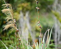 Gray-banded Muniah - flock, Minggre, Arfak Mountains, Papua A very local bird only known from select sites in the North-west of Vogelkop. At the site, they are easily found as they move in a large and loud flock.<br />
https://www.jungledragon.com/image/159417/gray-banded_muniah_minggre_arfak_mountains_papua.html<br />
https://www.jungledragon.com/image/159418/gray-banded_muniah_-_duo_minggre_arfak_mountains_papua.html Arfak Mountains,Australia (continent),Geotagged,Gray-banded Munia,Indonesia,Lonchura vana,Minggre,New Guinea,Papua,Papua 2023,Spring,Vogelkop,West Papua,Western New Guinea