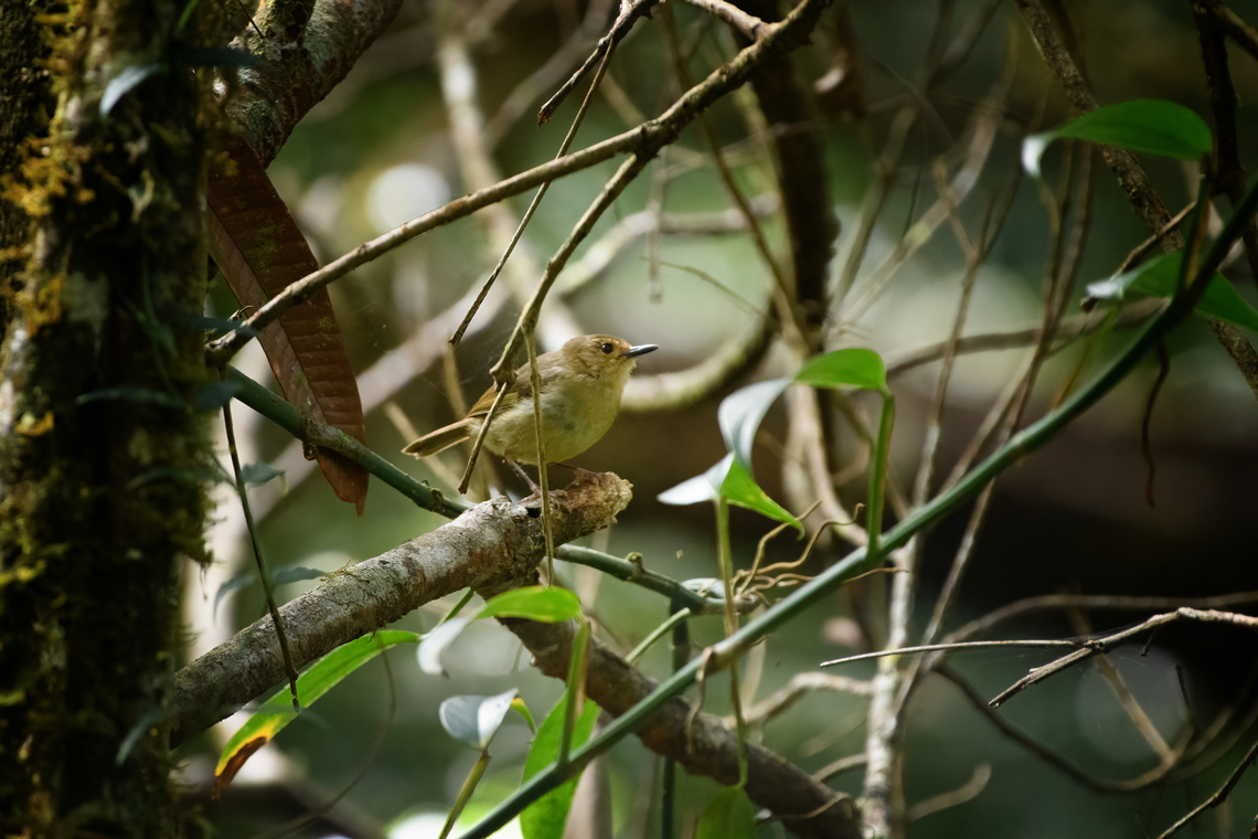 Vogelkop scrubwren, Minggre, Arfak Mountains, Papua  Aethomyias rufescens,Arfak Mountains,Australia (continent),Geotagged,Indonesia,Minggre,New Guinea,Papua,Papua 2023,Spring,Vogelkop,Vogelkop scrubwren,West Papua,Western New Guinea