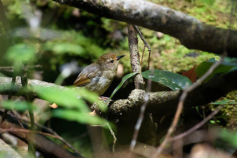 Large Scrubwren, Minggre, Arfak Mountains, Papua Tentative. Very hard to ID, it has a lot of subspecies. Arfak Mountains,Australia (continent),Geotagged,Indonesia,Large scrubwren,Minggre,New Guinea,Papua,Papua 2023,Sericornis nouhuysi,Spring,Vogelkop,West Papua,Western New Guinea