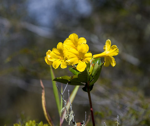 Rhododendron zoelleri, Minggre, Arfak Mountains, Papua Just a random flower I sloppily photographed during a birding trip to the Anggi Lakes, only now discovering it's locally endemic to this lake only. Arfak Mountains,Australia (continent),Geotagged,Indonesia,Minggre,New Guinea,Papua,Papua 2023,Rhododendron laetum,Spring,Vogelkop,West Papua,Western New Guinea
