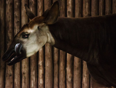 Okapi licks his own face in the Antwerp Zoo I wouldn't blame you for thinking this is a photoshopped demon. A demon it is not, yet it is the remarkable and very rare Okapi, the giraffe's only living relative. I just happened to capture it in an unfortunate, almost satanic moment. Antwerpen,Belgium,Europe,Okapia johnstoni,okapi