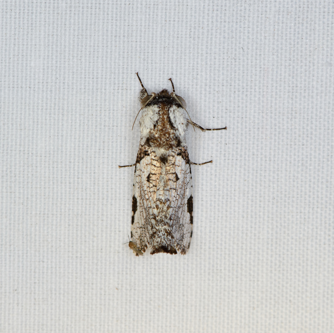 Noctuinae?, Minggre, Arfak Mountains, Papua  Arfak Mountains,Australia (continent),Geotagged,Indonesia,Minggre,New Guinea,Papua,Papua 2023,Spring,Vogelkop,West Papua,Western New Guinea