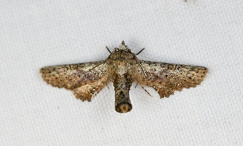 Unknown Moth, Minggre, Arfak Mountains, Papua  Arfak Mountains,Australia (continent),Geotagged,Indonesia,Minggre,New Guinea,Papua,Papua 2023,Spring,Vogelkop,West Papua,Western New Guinea