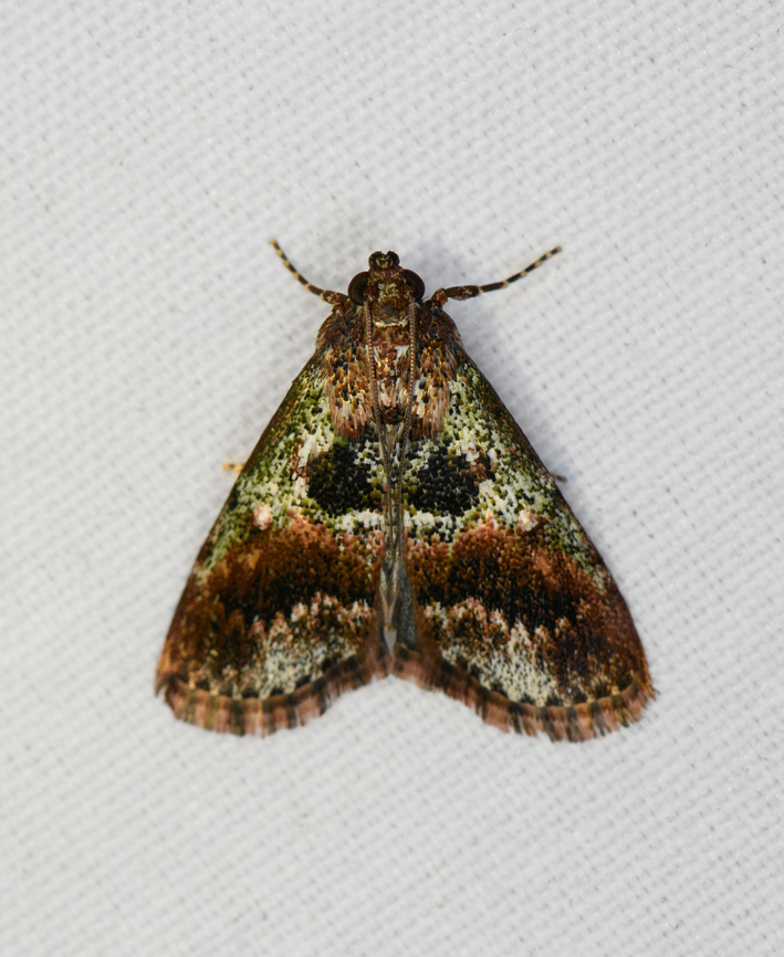 Orthaga thyrisalis, Minggre, Arfak Mountains, Papua Tentative ID as this species is very variable in appearance. Arfak Mountains,Australia (continent),Geotagged,Indonesia,Minggre,New Guinea,Orthaga thyrisalis,Papua,Papua 2023,Spring,Teatree Web Moth,Vogelkop,West Papua,Western New Guinea