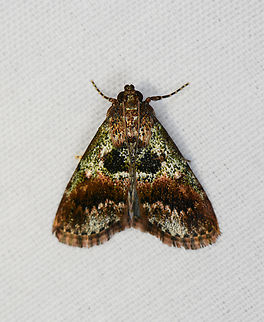 Orthaga thyrisalis, Minggre, Arfak Mountains, Papua Tentative ID as this species is very variable in appearance. Arfak Mountains,Australia (continent),Geotagged,Indonesia,Minggre,New Guinea,Orthaga thyrisalis,Papua,Papua 2023,Spring,Teatree Web Moth,Vogelkop,West Papua,Western New Guinea