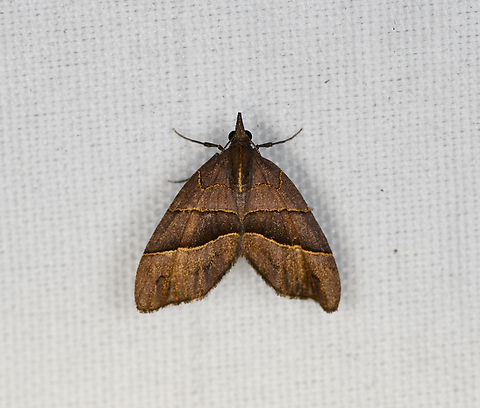 Desmoclystia dilataria, Minggre, Arfak Mountains, Papua  Arfak Mountains,Australia (continent),Desmoclystia dilataria,Geotagged,Indonesia,Minggre,New Guinea,Papua,Papua 2023,Spring,Vogelkop,West Papua,Western New Guinea