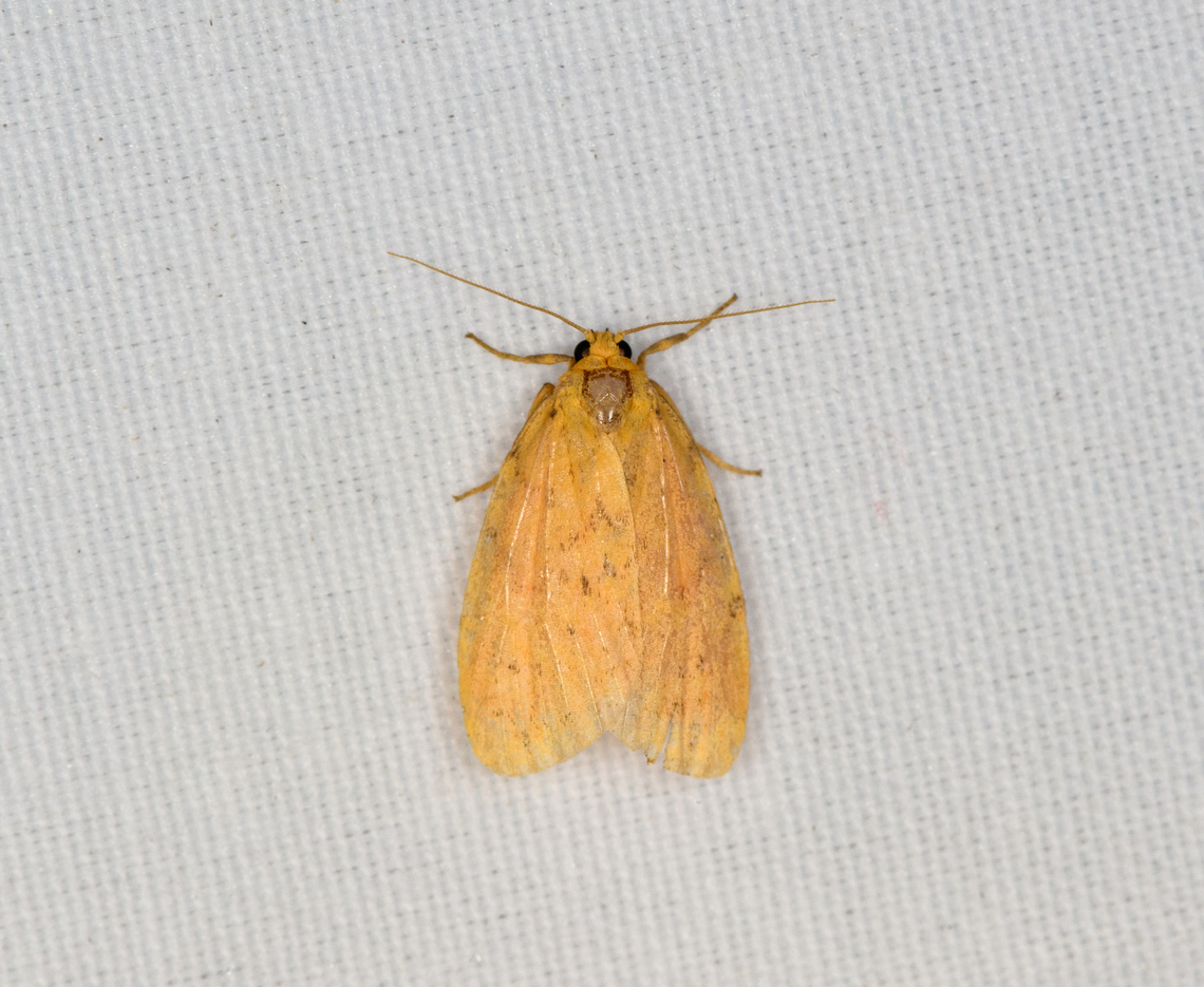 Lichen Moth, Minggre, Arfak Mountains, Papua  Arfak Mountains,Australia (continent),Geotagged,Indonesia,Minggre,New Guinea,Papua,Papua 2023,Spring,Vogelkop,West Papua,Western New Guinea