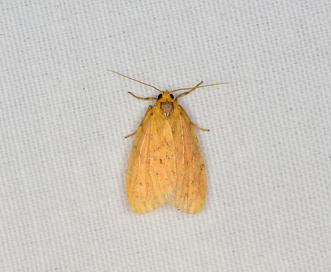 Lichen Moth, Minggre, Arfak Mountains, Papua  Arfak Mountains,Australia (continent),Geotagged,Indonesia,Minggre,New Guinea,Papua,Papua 2023,Spring,Vogelkop,West Papua,Western New Guinea