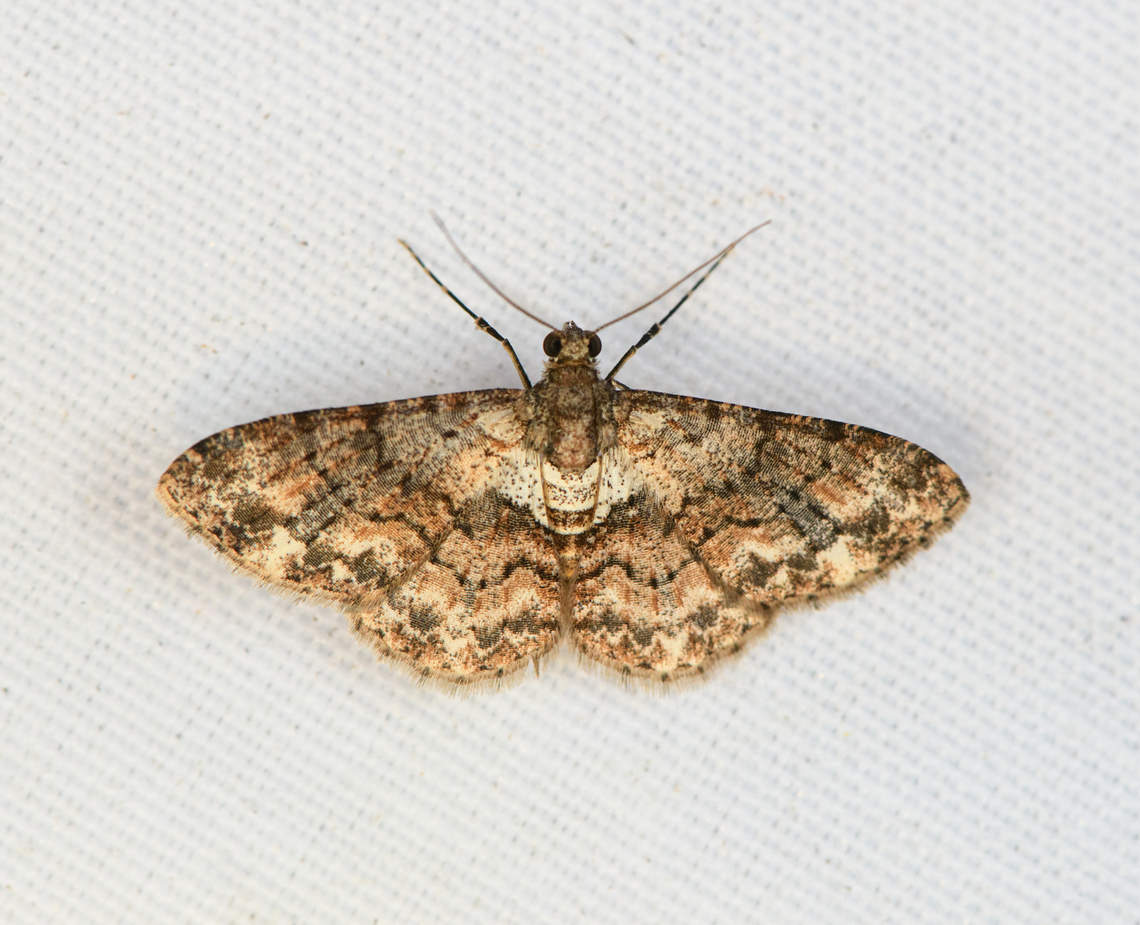 Cleora sp., Minggre, Arfak Mountains, Papua Possibly Cleora illustraria, but not 100% sure. Arfak Mountains,Australia (continent),Geotagged,Indonesia,Minggre,New Guinea,Papua,Papua 2023,Spring,Vogelkop,West Papua,Western New Guinea