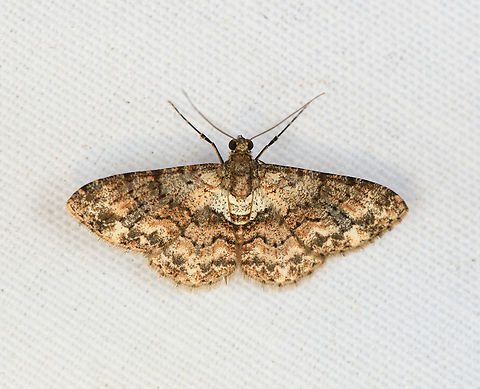 Cleora sp., Minggre, Arfak Mountains, Papua Possibly Cleora illustraria, but not 100% sure. Arfak Mountains,Australia (continent),Geotagged,Indonesia,Minggre,New Guinea,Papua,Papua 2023,Spring,Vogelkop,West Papua,Western New Guinea