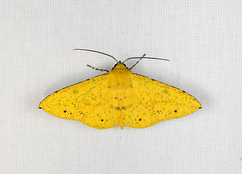 Cholomiza tanypus, Minggre, Arfak Mountains, Papua  Arfak Mountains,Australia (continent),Cholomiza tanypus,Geotagged,Indonesia,Minggre,New Guinea,Papua,Papua 2023,Spring,Vogelkop,West Papua,Western New Guinea