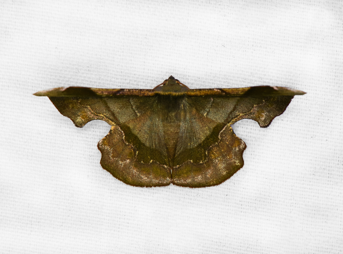 Fascellina papuensis, Minggre, Arfak Mountains, Papua  Arfak Mountains,Australia (continent),Fascellina papuensis,Geotagged,Indonesia,Minggre,New Guinea,Papua,Papua 2023,Spring,Vogelkop,West Papua,Western New Guinea