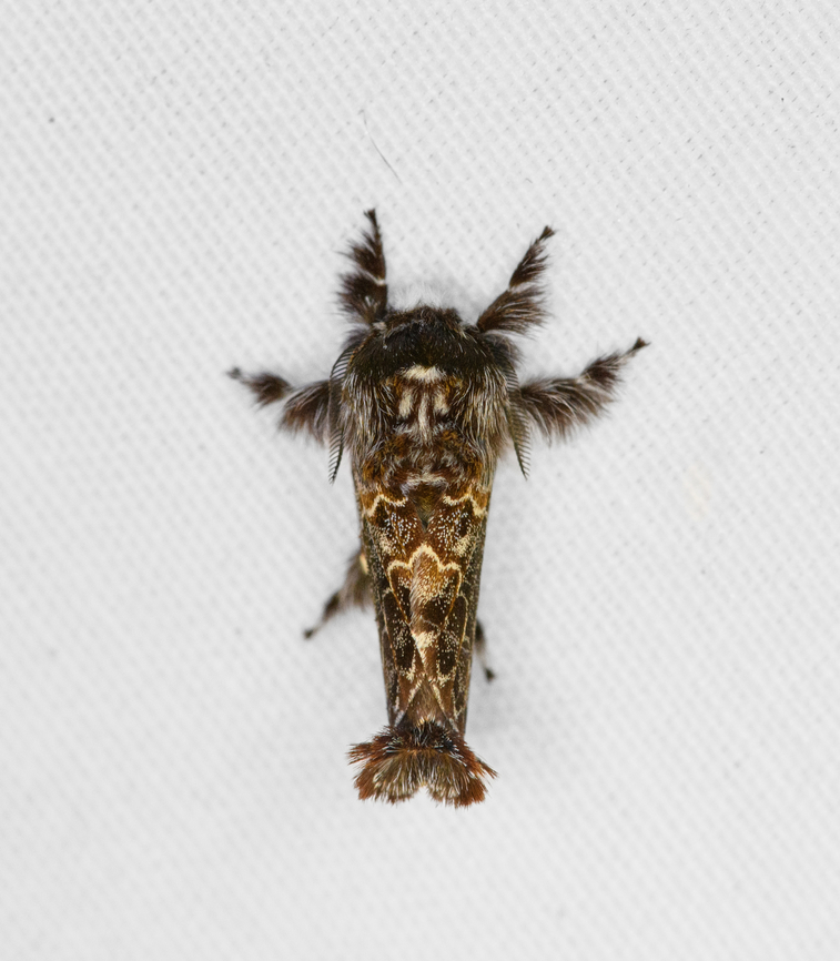 Streblote proserpina, Minggre, Arfak Mountains, Papua  Arfak Mountains,Australia (continent),Geotagged,Indonesia,Minggre,New Guinea,Papua,Papua 2023,Spring,Streblote proserpina,Vogelkop,West Papua,Western New Guinea