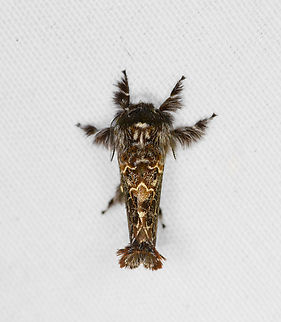 Streblote proserpina, Minggre, Arfak Mountains, Papua  Arfak Mountains,Australia (continent),Geotagged,Indonesia,Minggre,New Guinea,Papua,Papua 2023,Spring,Streblote proserpina,Vogelkop,West Papua,Western New Guinea