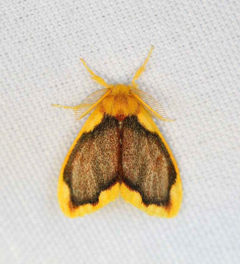 Somena sp., Minggre, Arfak Mountains, Papua  Arfak Mountains,Australia (continent),Geotagged,Indonesia,Minggre,New Guinea,Papua,Papua 2023,Spring,Vogelkop,West Papua,Western New Guinea