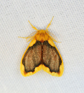 Somena sp., Minggre, Arfak Mountains, Papua  Arfak Mountains,Australia (continent),Geotagged,Indonesia,Minggre,New Guinea,Papua,Papua 2023,Spring,Vogelkop,West Papua,Western New Guinea