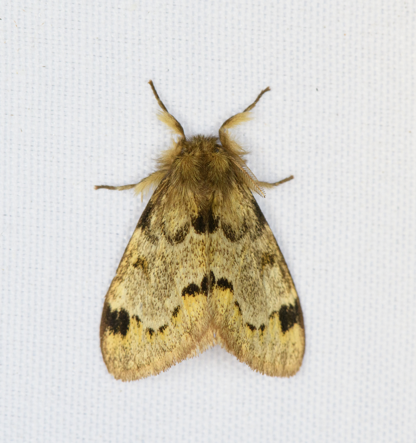 Tussock moth?, Minggre, Arfak Mountains, Papua  Arfak Mountains,Australia (continent),Geotagged,Indonesia,Minggre,New Guinea,Papua,Papua 2023,Spring,Vogelkop,West Papua,Western New Guinea