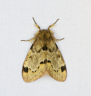 Tussock moth?, Minggre, Arfak Mountains, Papua  Arfak Mountains,Australia (continent),Geotagged,Indonesia,Minggre,New Guinea,Papua,Papua 2023,Spring,Vogelkop,West Papua,Western New Guinea