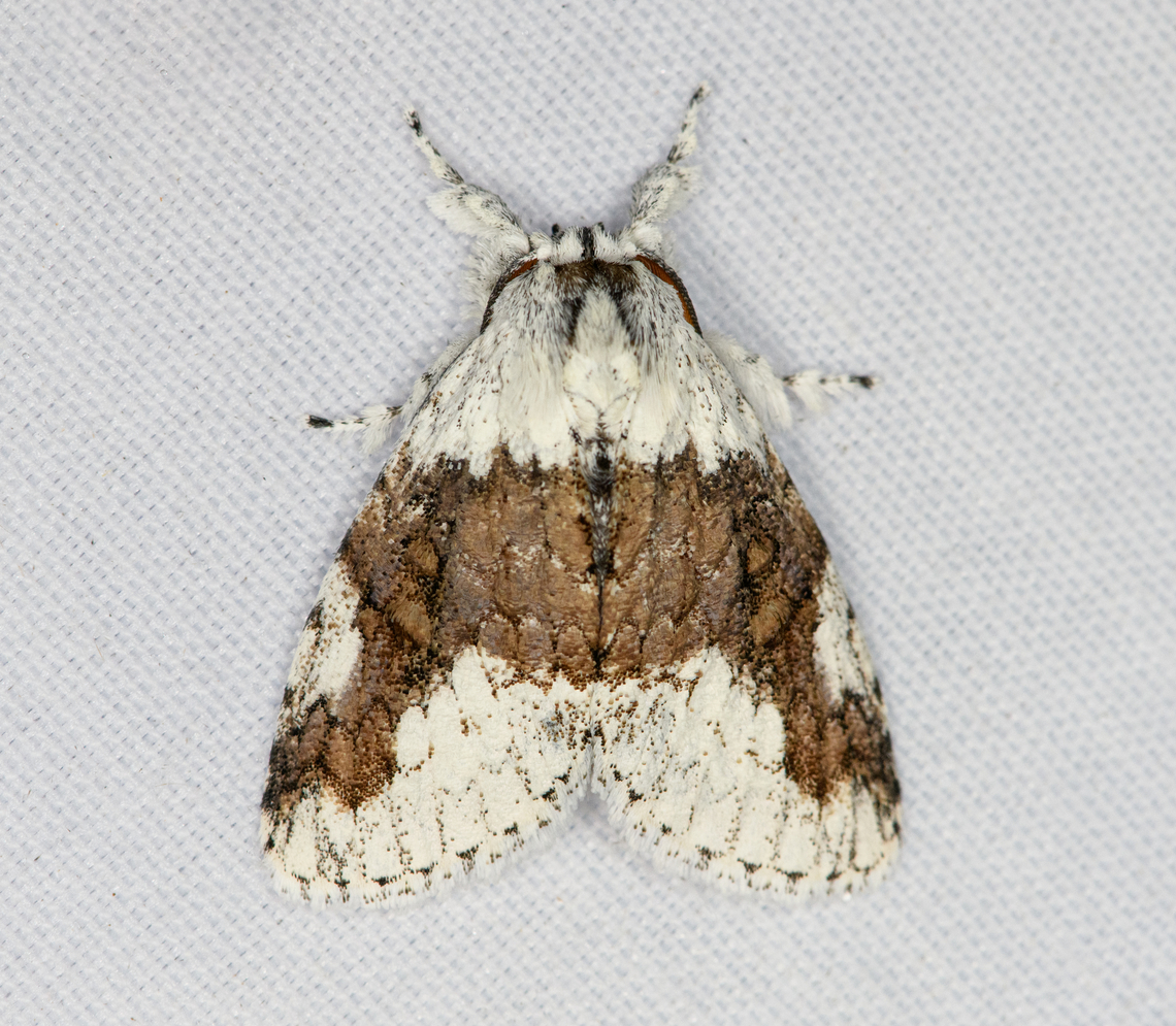 Dasychiroides pratti, Minggre, Arfak Mountains, Papua  Arfak Mountains,Australia (continent),Dasychiroides pratti,Geotagged,Indonesia,Minggre,New Guinea,Papua,Papua 2023,Spring,Vogelkop,West Papua,Western New Guinea