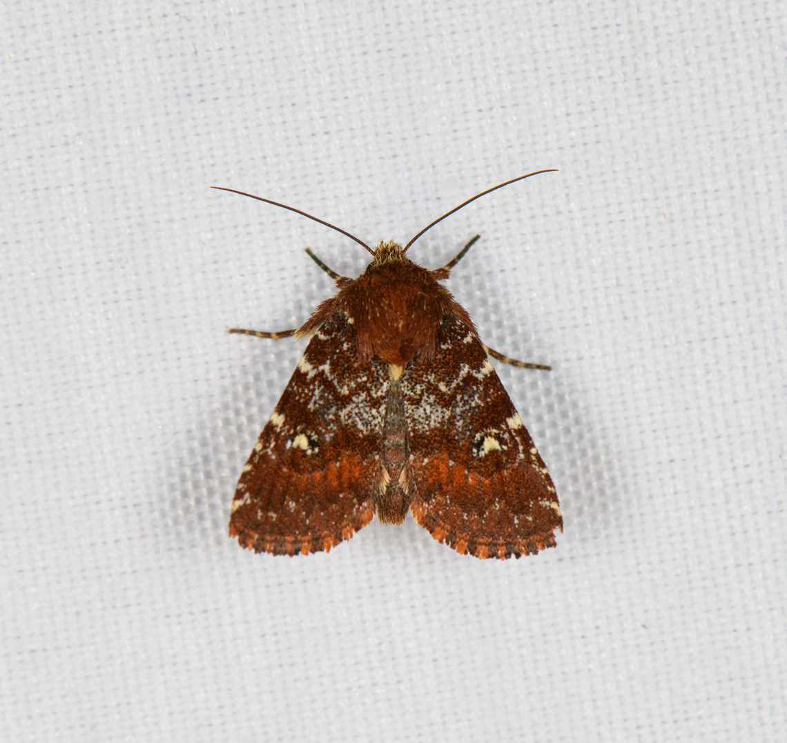 Pyralidae?, Minggre, Arfak Mountains, Papua  Arfak Mountains,Australia (continent),Geotagged,Indonesia,Minggre,New Guinea,Papua,Papua 2023,Spring,Vogelkop,West Papua,Western New Guinea