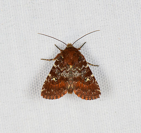 Pyralidae?, Minggre, Arfak Mountains, Papua  Arfak Mountains,Australia (continent),Geotagged,Indonesia,Minggre,New Guinea,Papua,Papua 2023,Spring,Vogelkop,West Papua,Western New Guinea