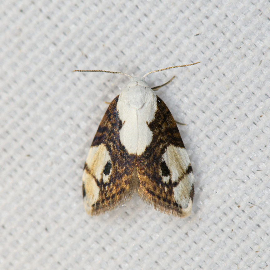 Nolidae, Minggre, Arfak Mountains, Papua  Arfak Mountains,Australia (continent),Geotagged,Indonesia,Minggre,New Guinea,Papua,Papua 2023,Spring,Vogelkop,West Papua,Western New Guinea