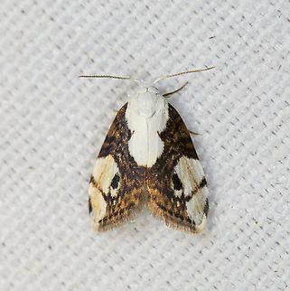 Nolidae, Minggre, Arfak Mountains, Papua  Arfak Mountains,Australia (continent),Geotagged,Indonesia,Minggre,New Guinea,Papua,Papua 2023,Spring,Vogelkop,West Papua,Western New Guinea