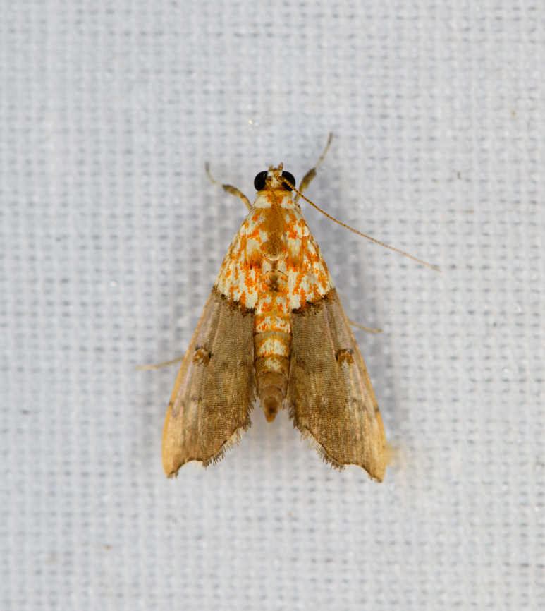 Agrotera discinotata, Minggre, Arfak Mountains, Papua  Agrotera discinotata,Arfak Mountains,Australia (continent),Geotagged,Indonesia,Minggre,New Guinea,Papua,Papua 2023,Spring,Vogelkop,West Papua,Western New Guinea