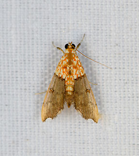 Agrotera discinotata