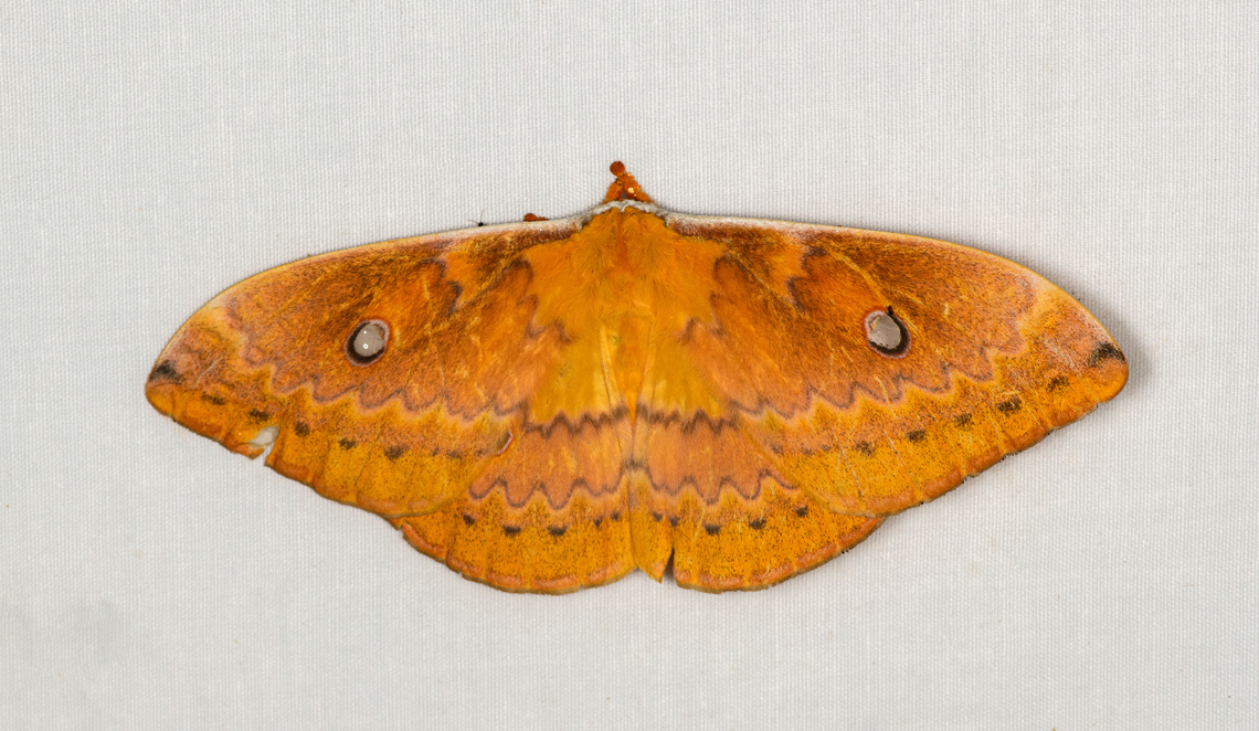 Neodiphthera sp., Minggre, Arfak Mountains, Papua  Arfak Mountains,Australia (continent),Geotagged,Indonesia,Minggre,New Guinea,Papua,Papua 2023,Spring,Vogelkop,West Papua,Western New Guinea