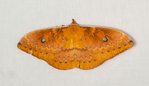 Neodiphthera sp., Minggre, Arfak Mountains, Papua  Arfak Mountains,Australia (continent),Geotagged,Indonesia,Minggre,New Guinea,Papua,Papua 2023,Spring,Vogelkop,West Papua,Western New Guinea