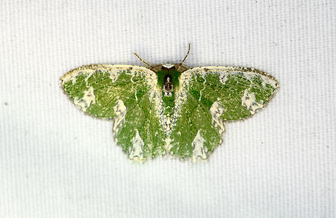 Eucyclodes aphrias, Minggre, Arfak Mountains, Papua  Arfak Mountains,Australia (continent),Eucyclodes aphrias,Geotagged,Indonesia,Minggre,New Guinea,Papua,Papua 2023,Spring,Vogelkop,West Papua,Western New Guinea