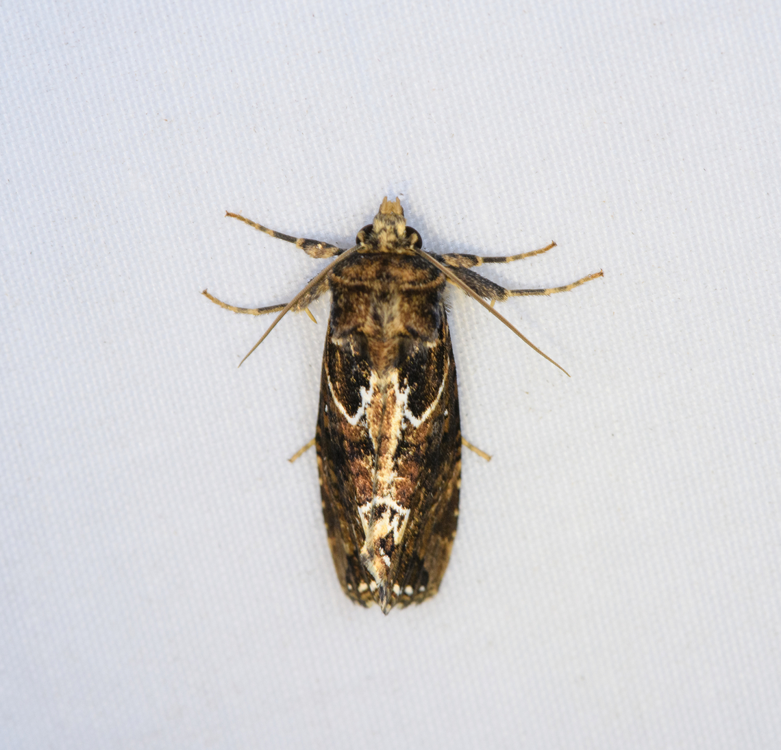 Tortricidae?, Minggre, Arfak Mountains, Papua  Arfak Mountains,Australia (continent),Geotagged,Indonesia,Minggre,New Guinea,Papua,Papua 2023,Spring,Vogelkop,West Papua,Western New Guinea