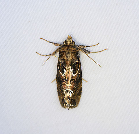 Tortricidae?, Minggre, Arfak Mountains, Papua  Arfak Mountains,Australia (continent),Geotagged,Indonesia,Minggre,New Guinea,Papua,Papua 2023,Spring,Vogelkop,West Papua,Western New Guinea