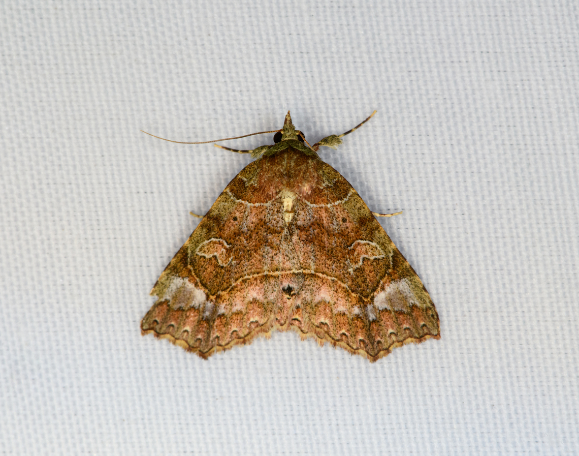 Erebidae, Minggre, Arfak Mountains, Papua Maybe Subfamily Herminiinae. Arfak Mountains,Australia (continent),Geotagged,Indonesia,Minggre,New Guinea,Papua,Papua 2023,Spring,Vogelkop,West Papua,Western New Guinea